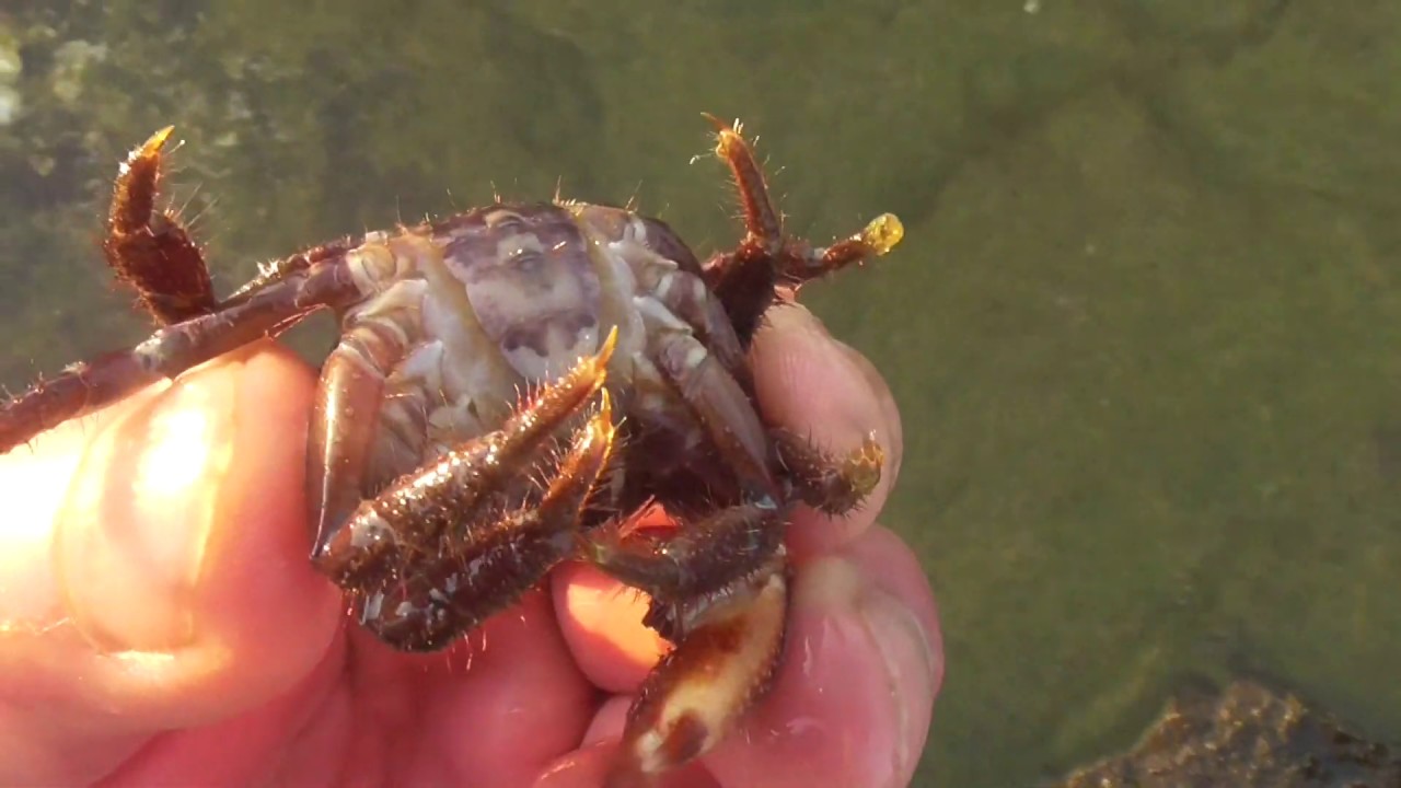 タイドプールにイソガニ発見 何とか捕まえたいと誘いを掛けて捕獲成功 こんな小さなカニでも挟まれると結構痛いのでご注意を 蟹はハサミを両サイドから親指と人差し指で挟めば大丈夫 Youtube