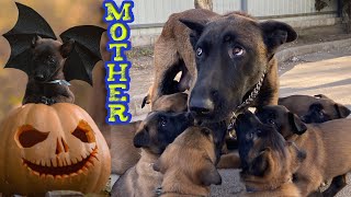 Belgian Malinois puppies attacked their mother. Why is this happening ?