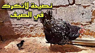 تفقيس فصل الصيف🐣 علاج ضيق التنفس عند الدجاج🐔 طريقة زرع النخيل في الصحراء🌄