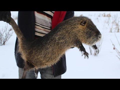 Как выглядит нутрия фото в реальной жизни