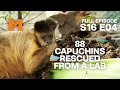 Old rescues catchup  season 16 episode 4  full episode  monkey life