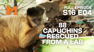 Old Rescues Catchup | Season 16 Episode 4 | Full Episode | Monkey Life