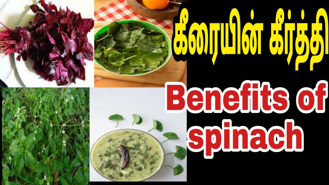 Benefits of Spinach in Tamil கீரையின் பயன்கள் YouTube