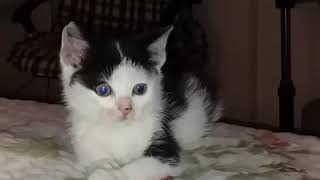 Спасли котенка, ищем дом малышу Спасли котенка, ищем дом малышу