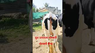 दूध उत्पादक शेतकरी milk business development Marathi Short video