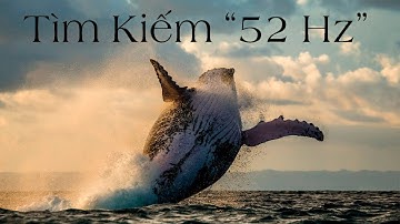 Hành Trình Tìm Kiếm Chú Cá Voi CÔ ĐƠN Nhất Trái Đất | Vũ Trụ Nguyên Thủy