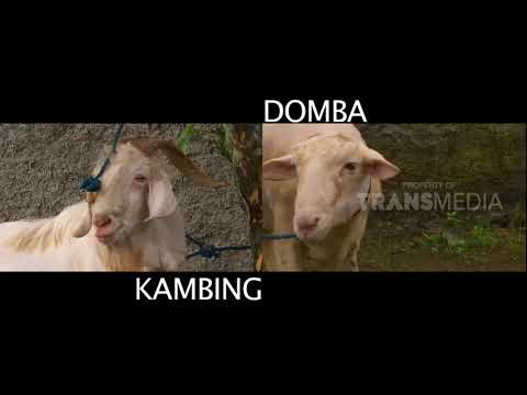 Video: Perbezaan Mengejutkan Domba Dan Kambing