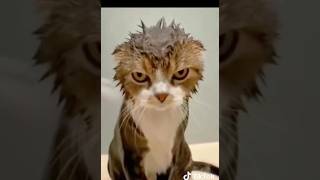 Юмор приколы с Животными Полный ржач 🤣#приколы #юмор