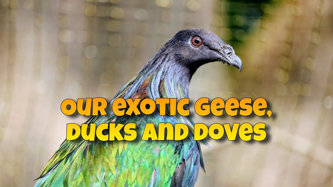 Exotic geese, ducks and doves in our aviary