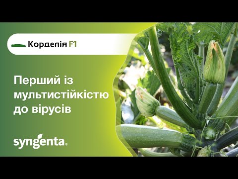 Кабачок Корделія — перший із мультистійкістю до вірусів!