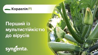 Кабачок Корделія — перший із мультистійкістю до вірусів!
