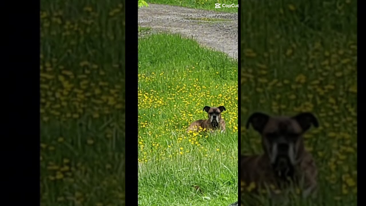 I Miss You Bentley Re The Best Dog Ve Ever Much Ll Never Get A New Promis