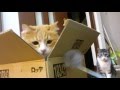 【動物コミュニケーション】箱に隠れている猫と遊ぶ方法