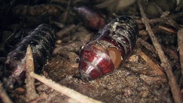 Maggot to Fly Transformation