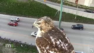Red hawk sits on and stares at MnDOT camera