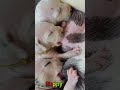 かわいい子犬の日常 #koreaPuppies #japanDogs