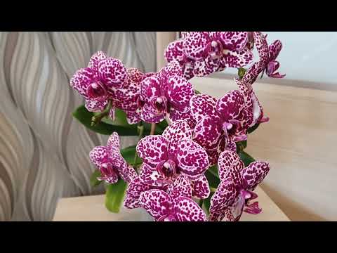 Video: Orchidea 