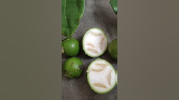 Mã tiền cây độc làm thuốc