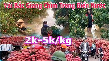 Vải Thiều Bắc Giang chìm trong biển nước thương lái mua 2k/kg - 5k/kg đại hạ giá