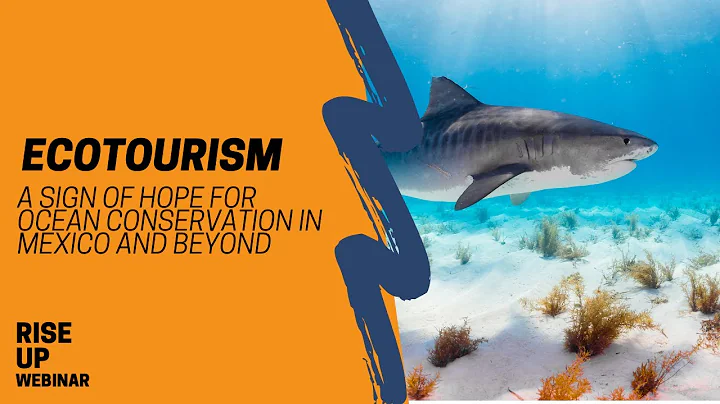 Ecotourism: A Sign of Hope For Ocean Conservation in Mexico + Beyond