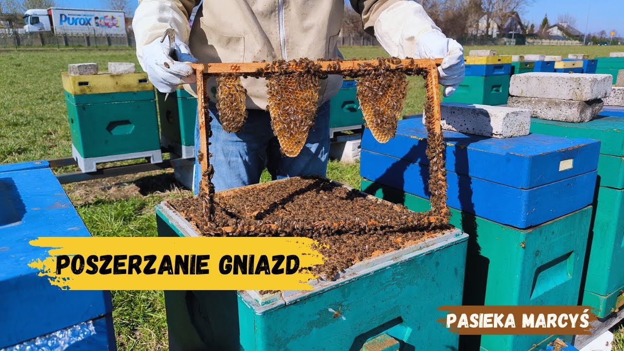 Poszerzanie gniazd – pierwsze ramki z węzą w tym sezonie