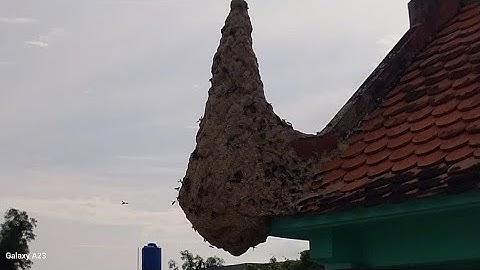 Bắt tổ ong vò vẽ trên nghĩa địa / Thọ Nguyễn 65