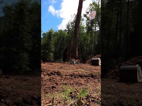 Felling dying hemlock tree with my solar powered chainsaw