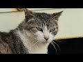 林崎漁港内地域猫ボスグループ2026 5 15a