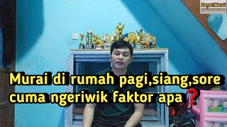 Download Lagu Murai di rumah pagi,siang,sore cuma ngeriwik itu faktor apa❓️ MP3 Download Lagu Murai di rumah pagi,siang,sore cuma ngeriwik itu faktor apa❓️ MP3