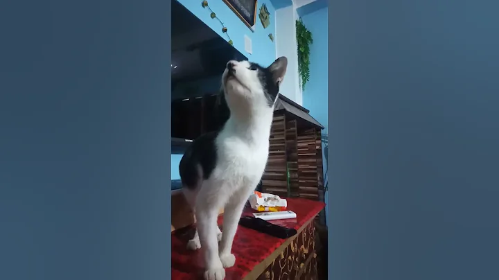 Watch the video about Funny cat videos#shortvideo #youtubeshorts #viralvideo #catvideos