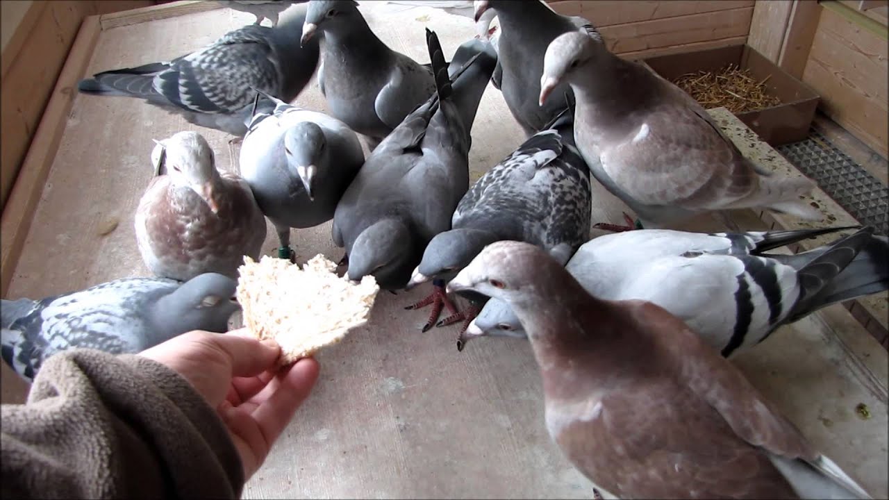 racing pigeon, Survival Training, post duiven YouTube
