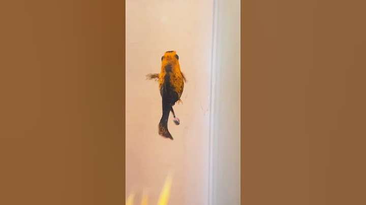 Molly fish giving birth. #shorts #short #viral #trending #fish #molly #breeding