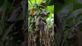 #shorts #viral #reels #bananakisan #banana #farming #kela #shortvideo #agriculture #kisan #newreel