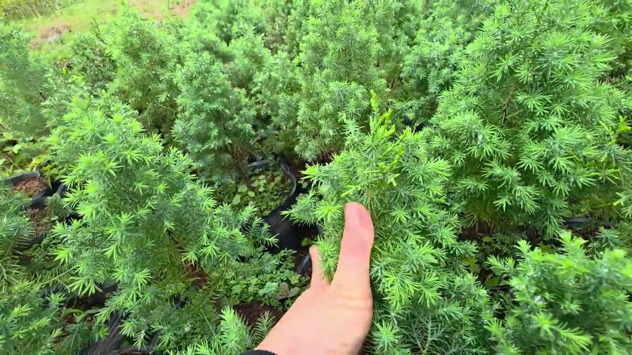 Cây giống hoàng đàn tuyết lạng sơn chuẩn giống Liện hệ gặp chủ vườn 0981071268