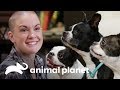 Boston terrier cego conhece sua nova família | Família ao Resgate | Animal Planet Brasil