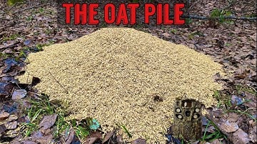 Leaving a PILE OF OATS in the Woods. Heres what happens! Trail Camera