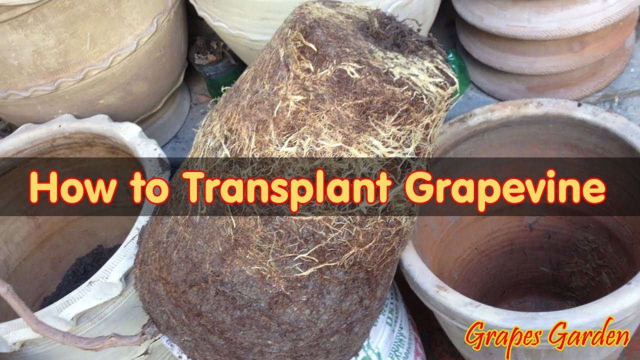 How To Transplant A Grapevine In Container Urdu Hindi YouTube