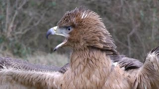 Hunting with The Bonelli&#39;s Eagle - First Season with The Colonel