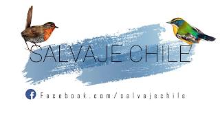 AVES DE CHILE: Reconociendo aves por su canto II