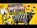Scientists Painted Cows Like Zebras — It Actually Worked
