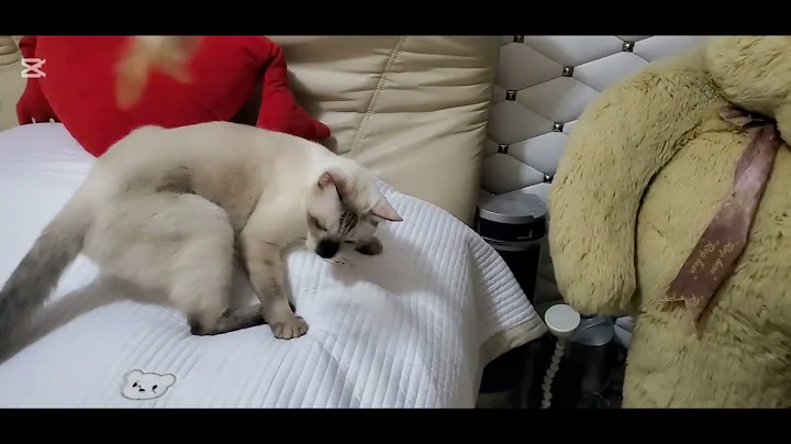 Watch the video about My siamese cat daily routine