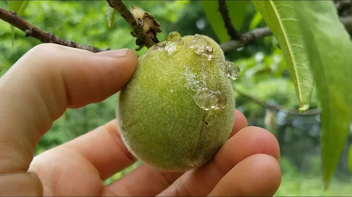 日本の桃の木の虫対策法