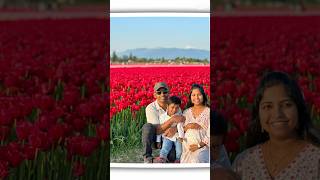 Maternity Pics and Tulips Festival at Skagit Valley and memories captured
