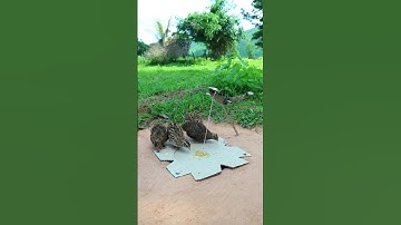 Creative DIY Trap Technique - quick bird trap #shorts