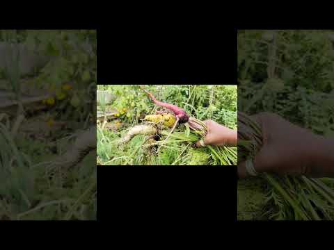 Harvest time