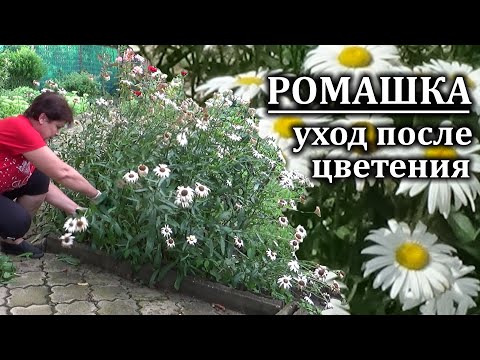 Как я ухаживаю за ромашкой садовой после цветения