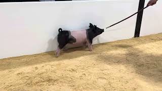 44-7 x gilt