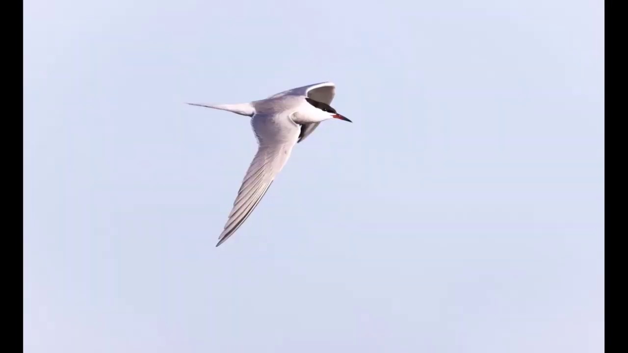 Andacht zum Sonntag Jubilate am 3. Mai 2020 - YouTube