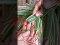 Spider Plant Brown Tips Problem