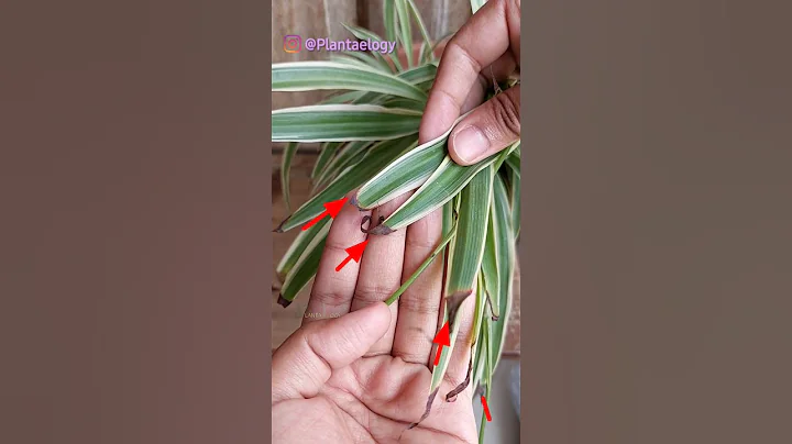 Spider Plant Brown Tips Problem - DayDayNews